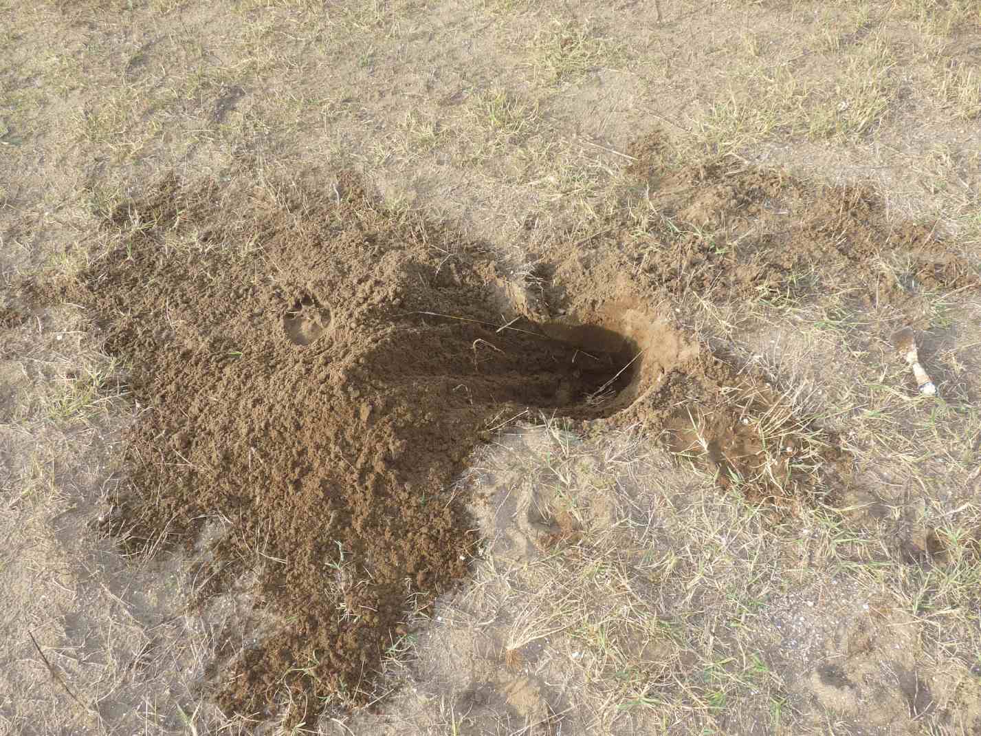 Scarites buparius maschio e femmina